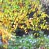 Dense Woodland