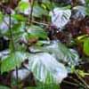 Brambles